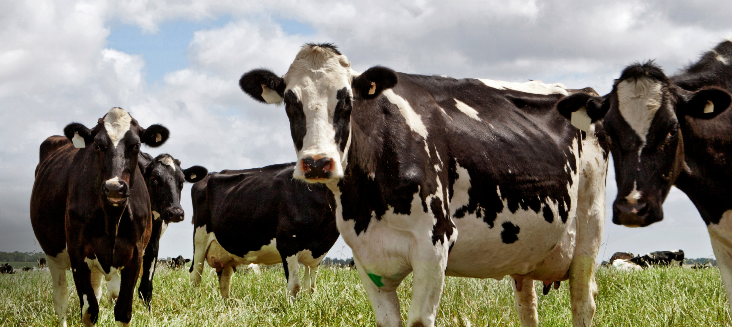 Kühe stehen auf einer Wiese und schauen in die Kamera.