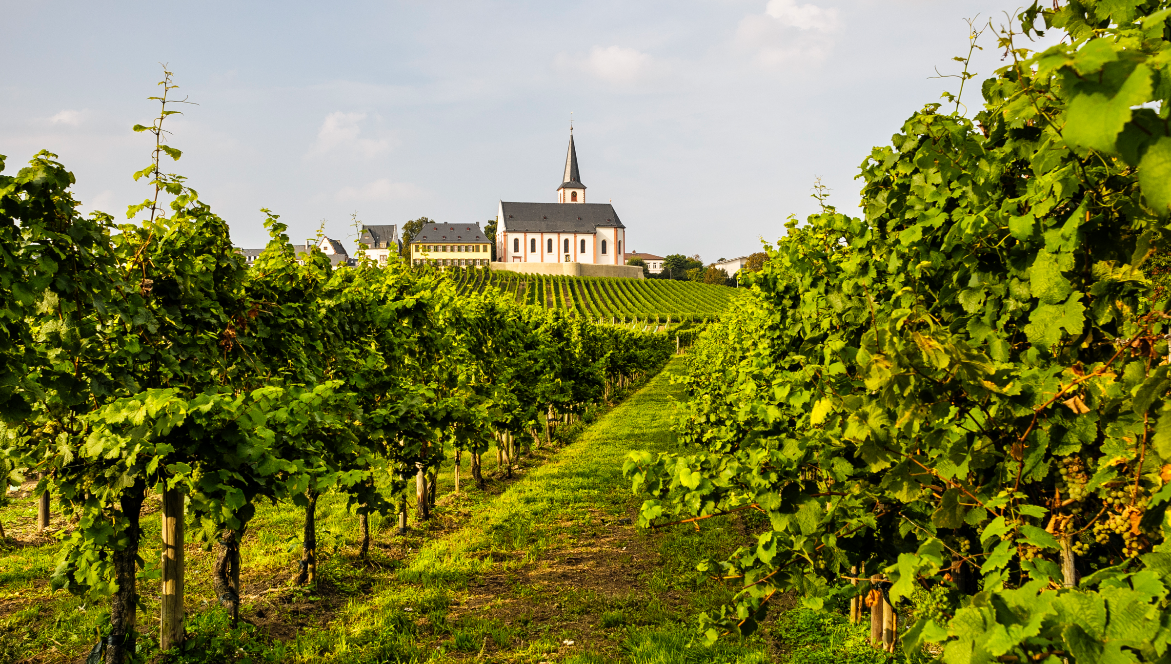 Blick auf ein Kloster im Rheingau umgeben von Rebflächen.