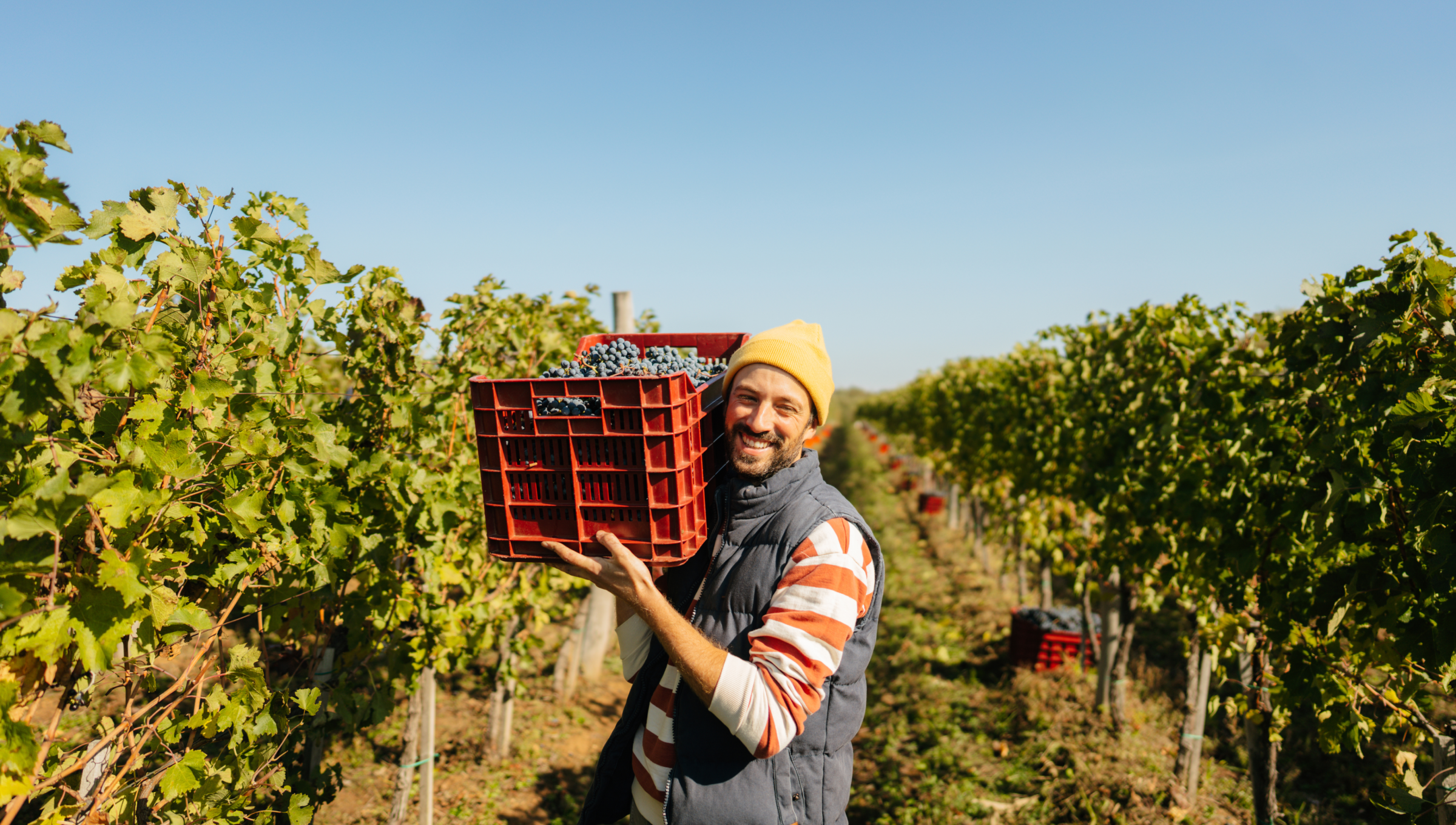 Mann bei der Weinlese, der auf seiner Schulter eine rote Kiste mit Trauben trägt an einem sonnigen Tag im Weinberg.