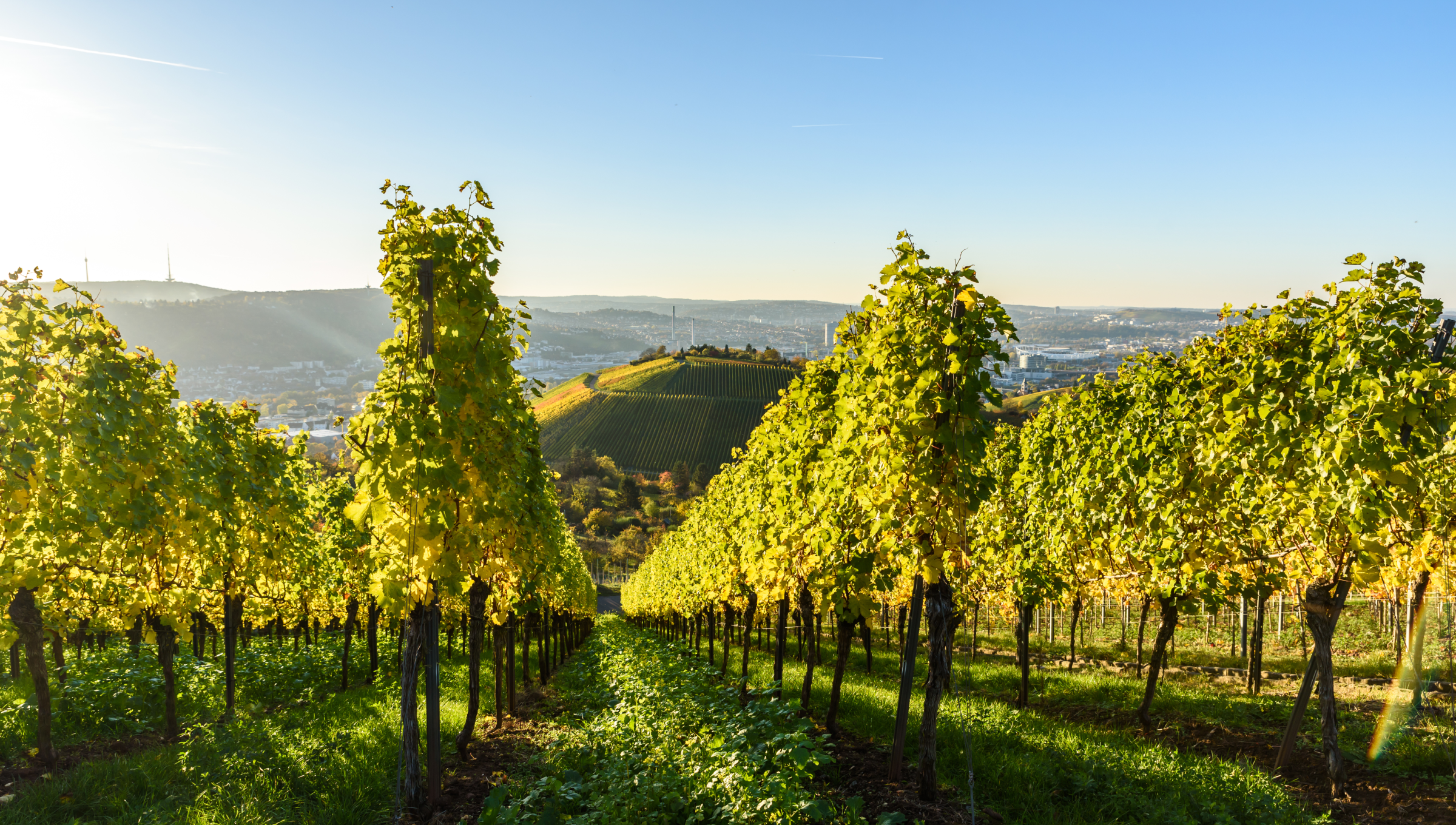 Weinberge im Sonnenlicht, Stuttgart im Hintergrund, klare Himmel, grüne Reben in Reihen auf Hügeln.