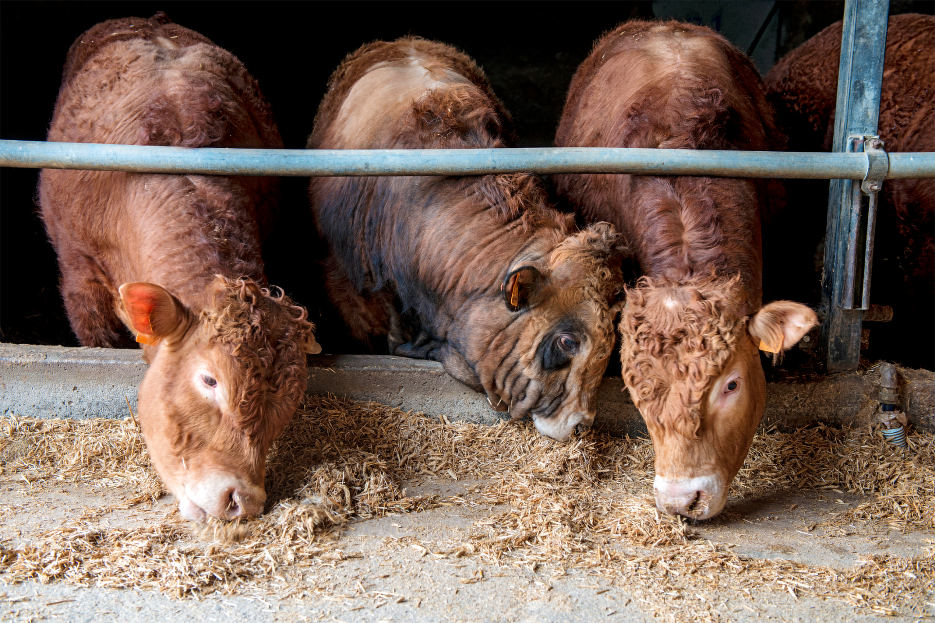 Drei junge Kühe fressen Heu.