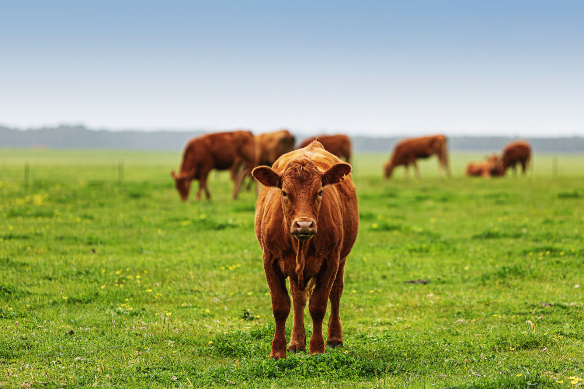 Eine Nahaufnahme eines neugierigen Jungbullen auf eienr grünen Wiese.