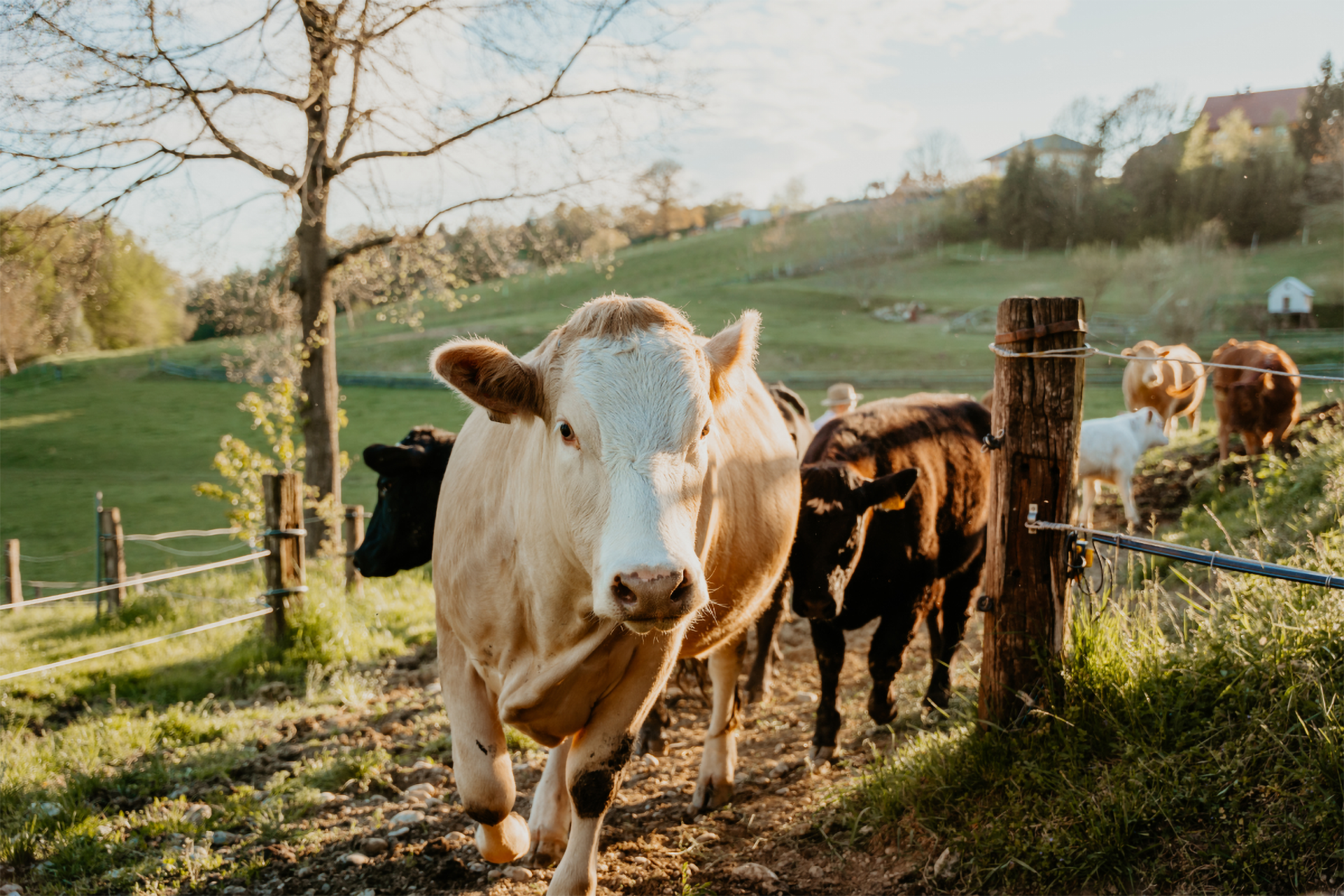 Rinder auf dem Weg vom Stall zur Weide.