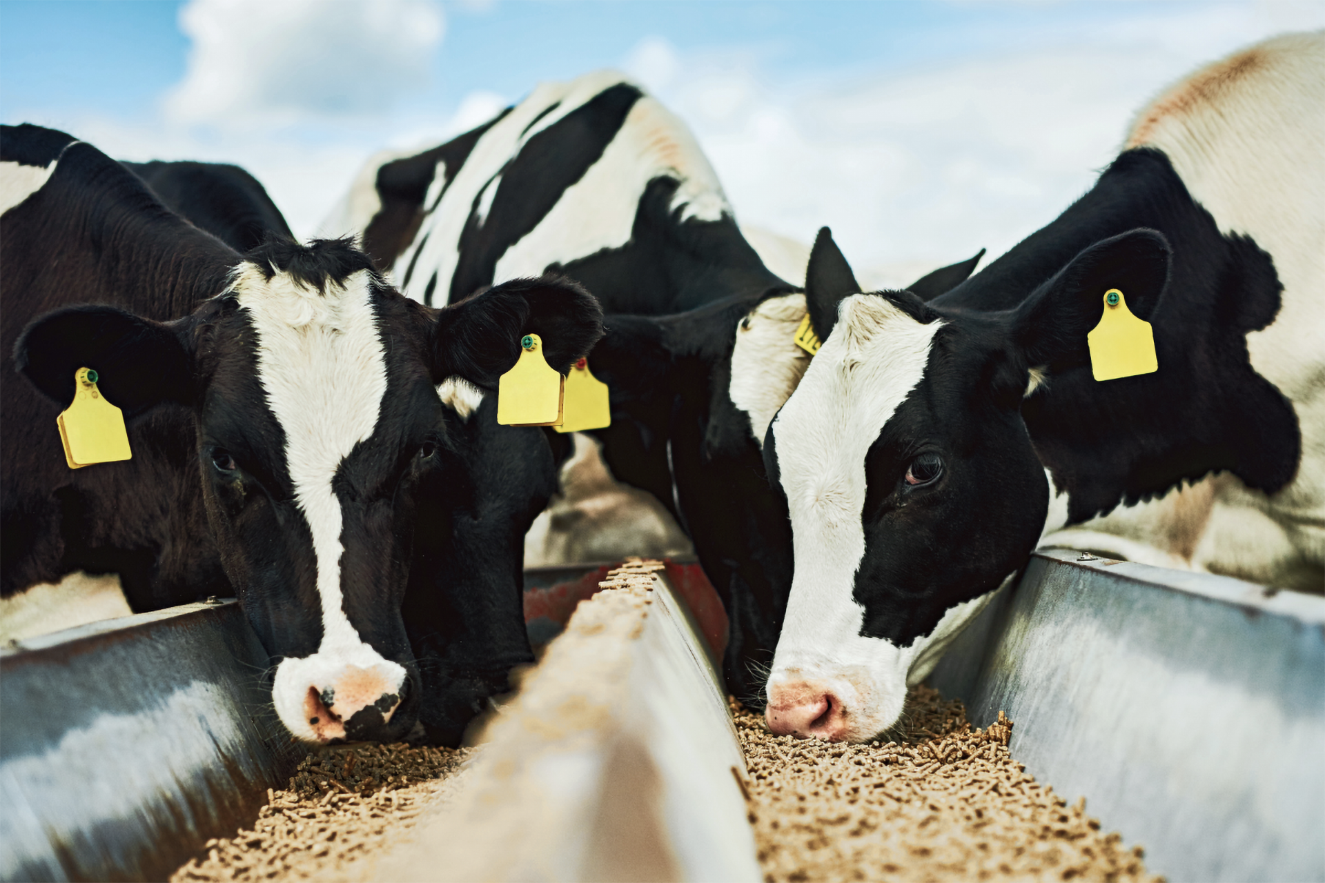 Drei Kühe teilen sich einen Futtertrog.