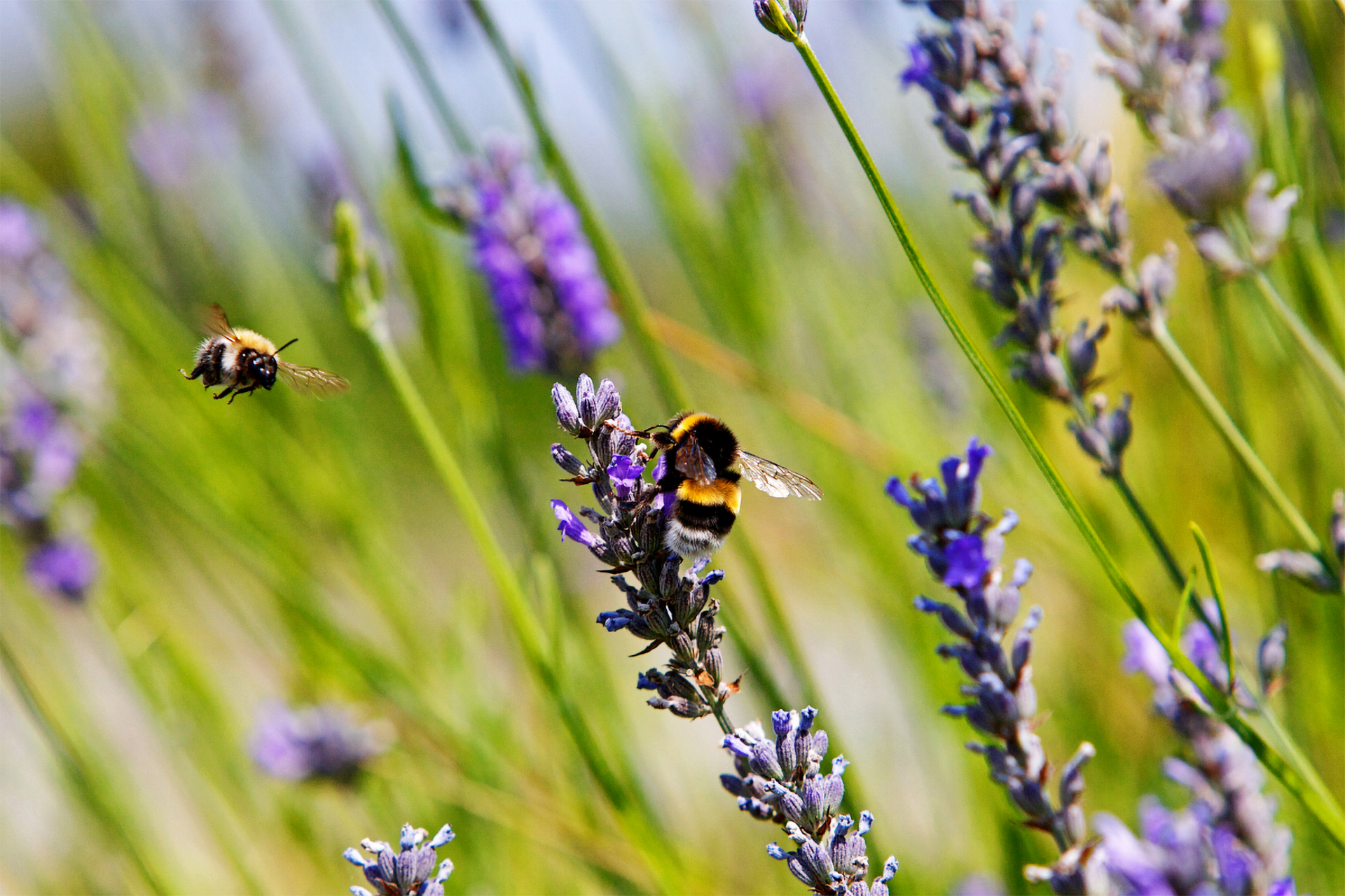 Bienen am Lavendel.