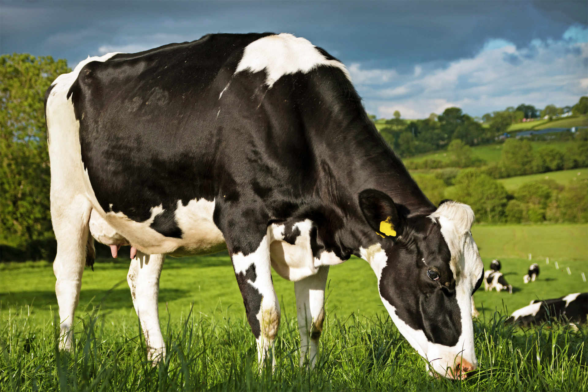 Eine Milchkuh frisst Gras auf einer Weide.