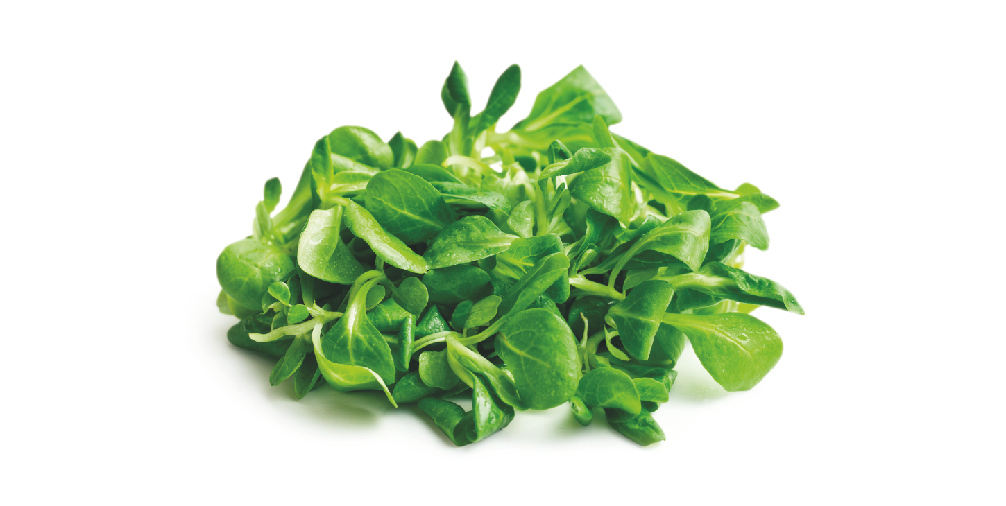 Motovilec na beli podlagi