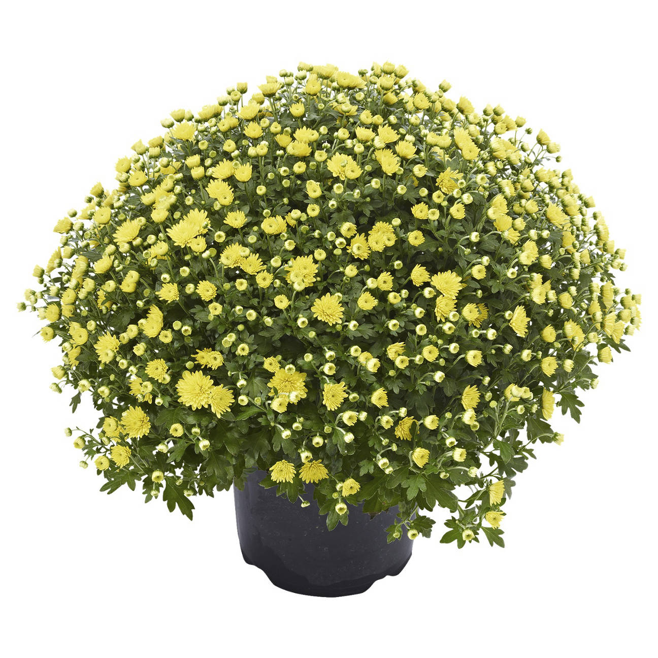 Chrysanthemen Busch, Gelb