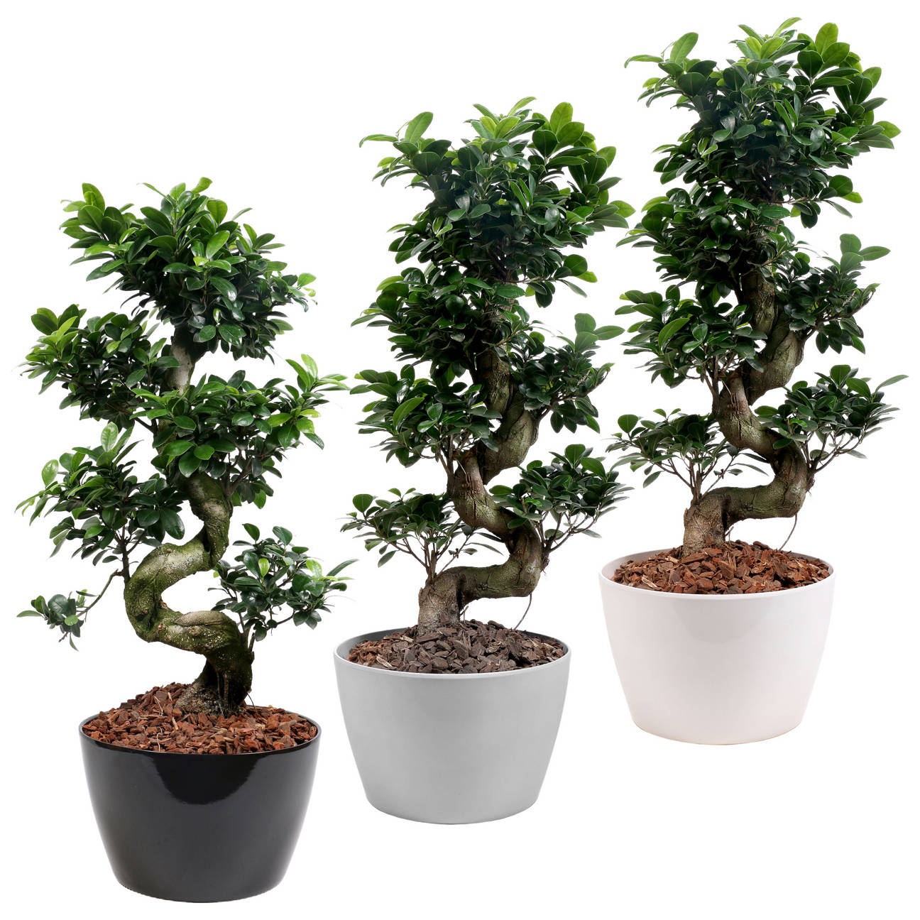 Bonsai Ficus microcarpa | ALDI SUISSE