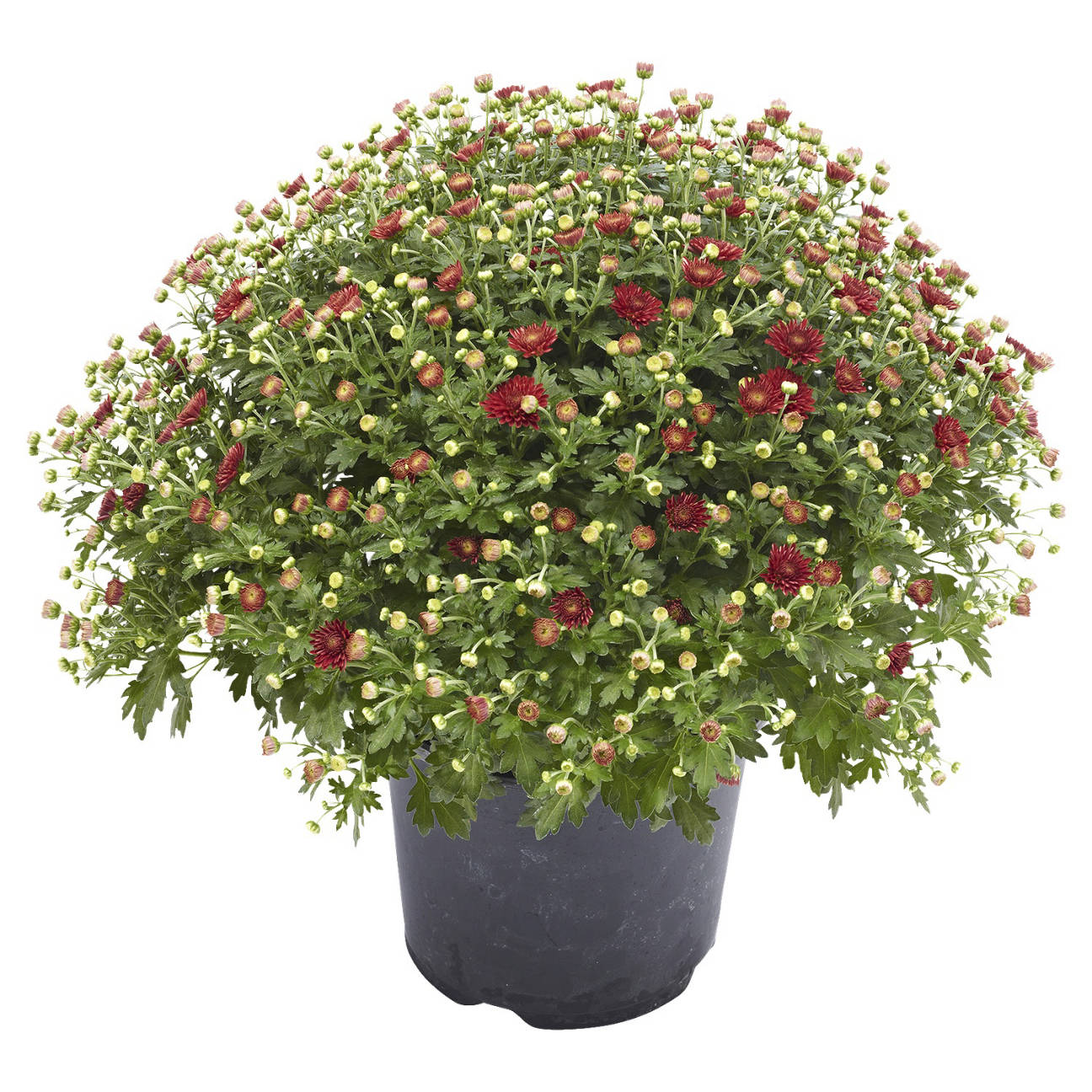 Chrysanthemen Busch, Rot