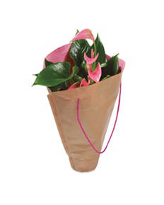 Anthurium Plant
