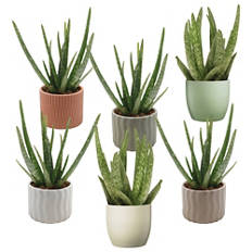 Aloe Vera
