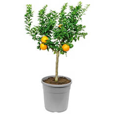 Piante mediterranee, chinotto