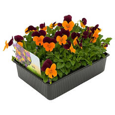 Hornveilchen Pressballen 6er-Set, Gelb