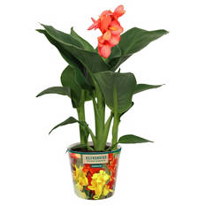 Canna Mix