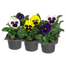 Viola F1, 6er-Pack