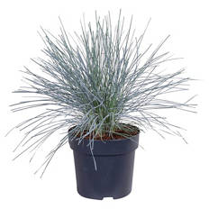 Festuca Azura Blue