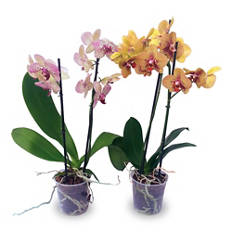 Orchidea
