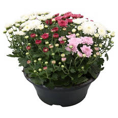 Chrysantheme-Trio Schale