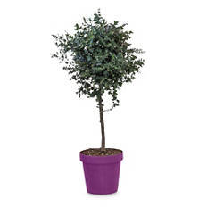 Herbstmix "Purple", Eucalyptus