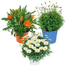 Pianta da fiore italiana, garofanino