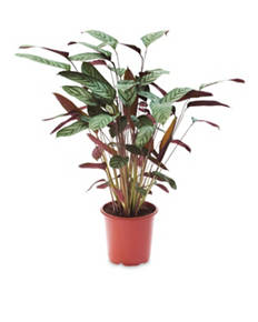Calathea Point Large House Plant