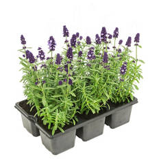 Lavendel 6er-Tray