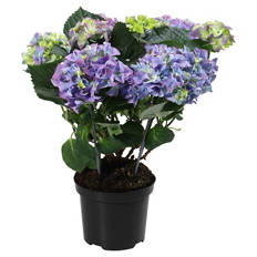 Hortensien Busch, blau