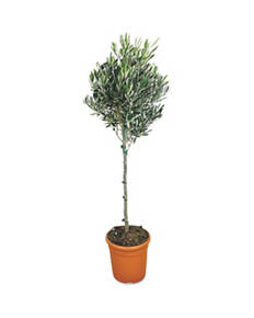 Olive Tree