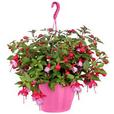 Ampelpflanzen Sommerflor T25, Fuchsien