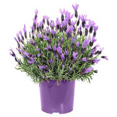 Lavendel