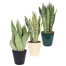 Sansevieria