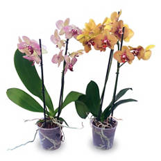 Orchidea