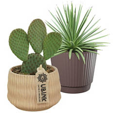 Pachira / Agave Nana / Cactus