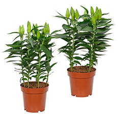 Orientalische Lilien