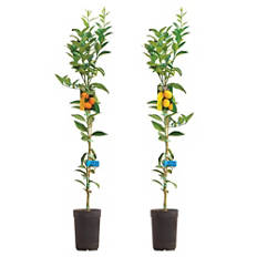 Sadika mandarine/limone