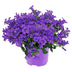 Campanula, Blau
