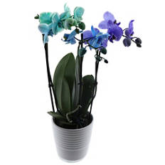 Orchidea, Rainbow