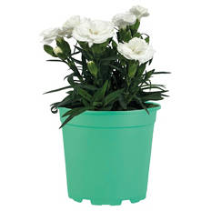 Dianthus Oscar, Weiß