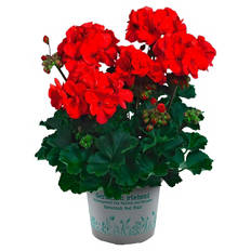 Premium-Geranien, Dark Red