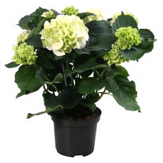 Hortensien Busch, weiß