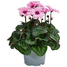 Cyclamen Illusia