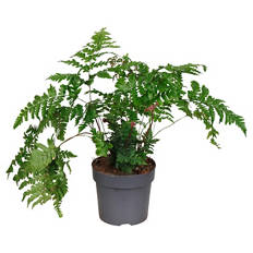 Dryopteris erythrosora