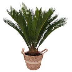Gardenline Cycas Korb 22 cm
