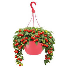 Tomatenampel, Tumbling Rot