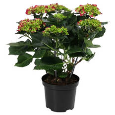 Hortensien Busch, rot