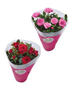 Rose Plant