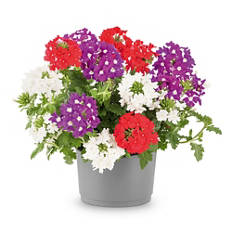 Trio de fleurs pour balcon, mélange de variétés