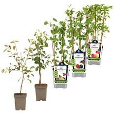 Albero da frutto, alberi da frutto