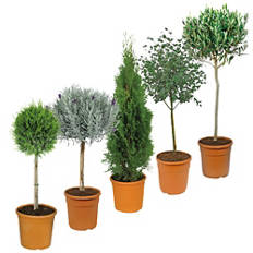 Toskana Stämmchen, Zypresse grün